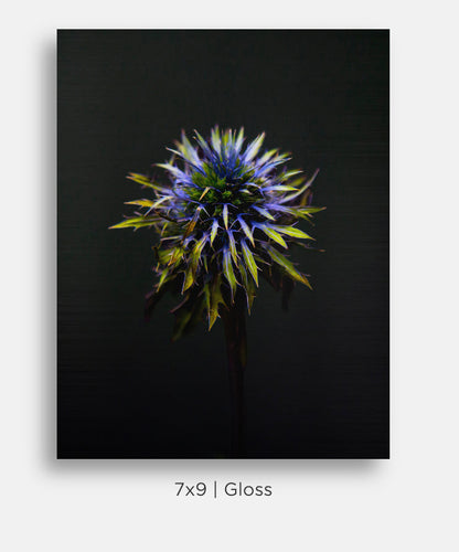 Blue Thistle Sea Holly Still Life Mini Metal Print Wall Art