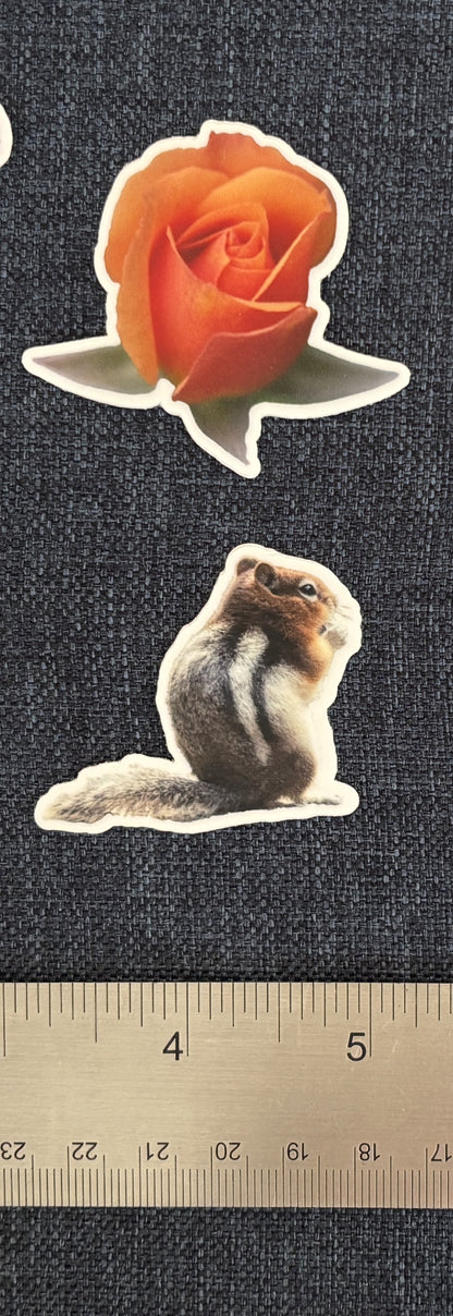 Various Stickers of Nature and Catch Phrases