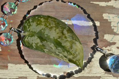 Leaf Suncatcher - Holo S. Black Dragon