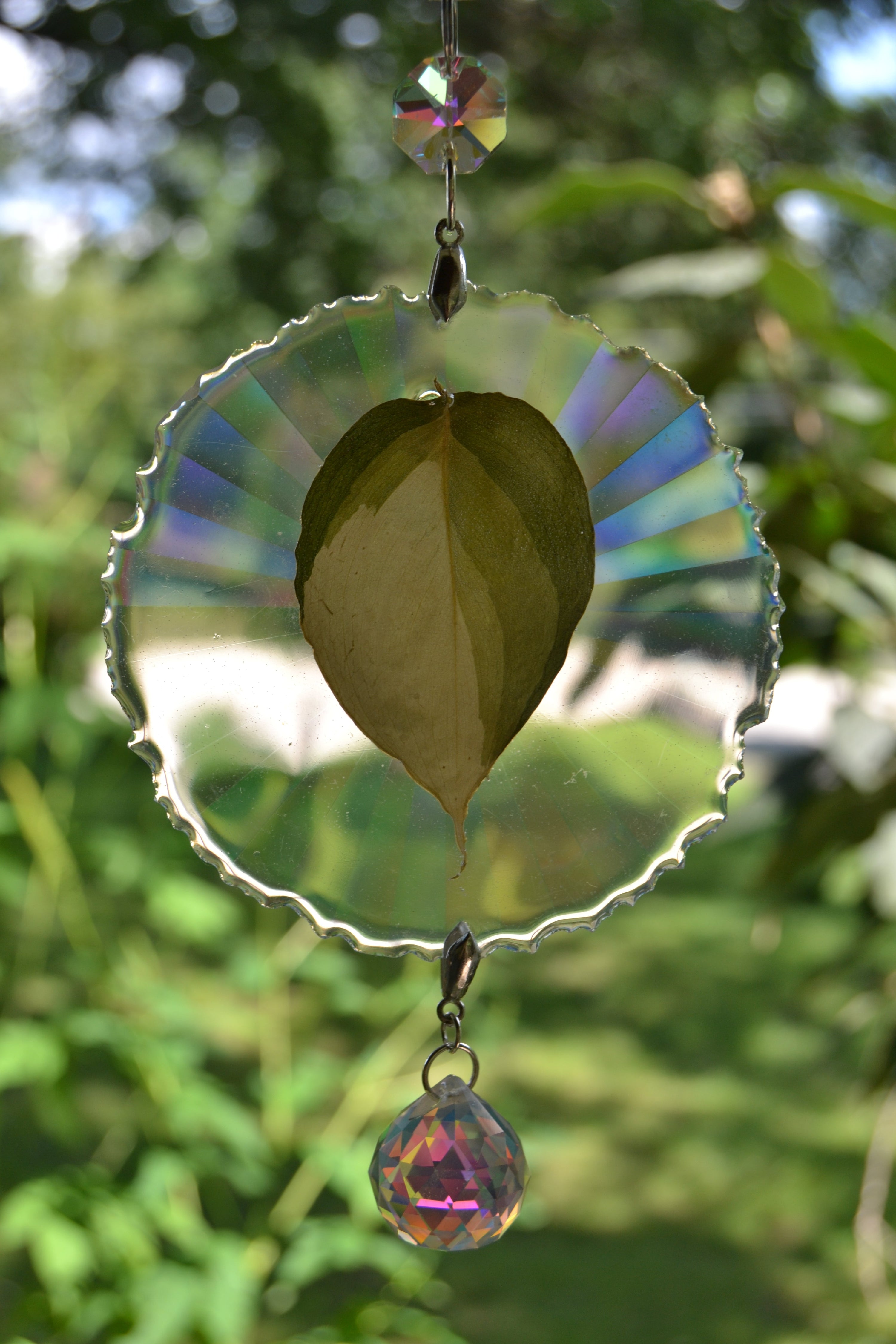 Leaf Suncatcher - Holo S. Blue Albo