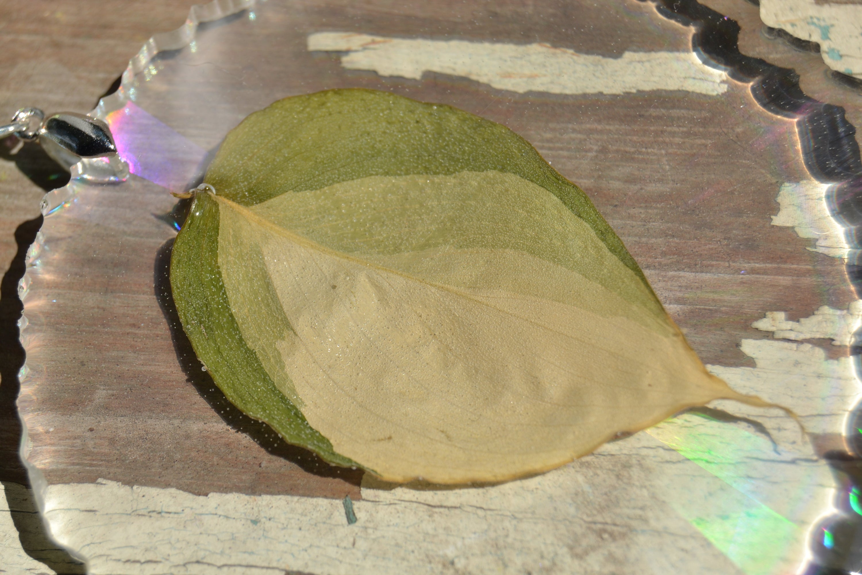 Leaf Suncatcher - Holo S. Blue Albo