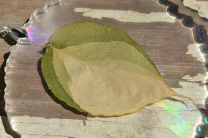 Leaf Suncatcher - Holo S. Blue Albo