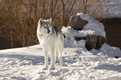 Grey Wolf Conservation Photography Print