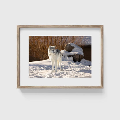 Grey Wolf Conservation Photography Print